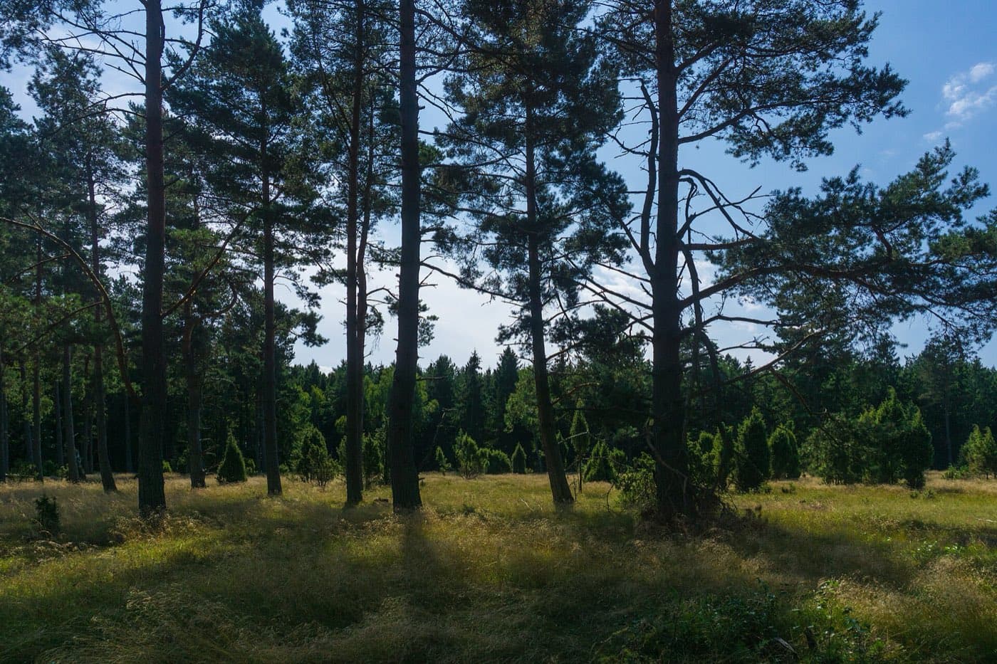 Pušynas Kuršių nerijoje